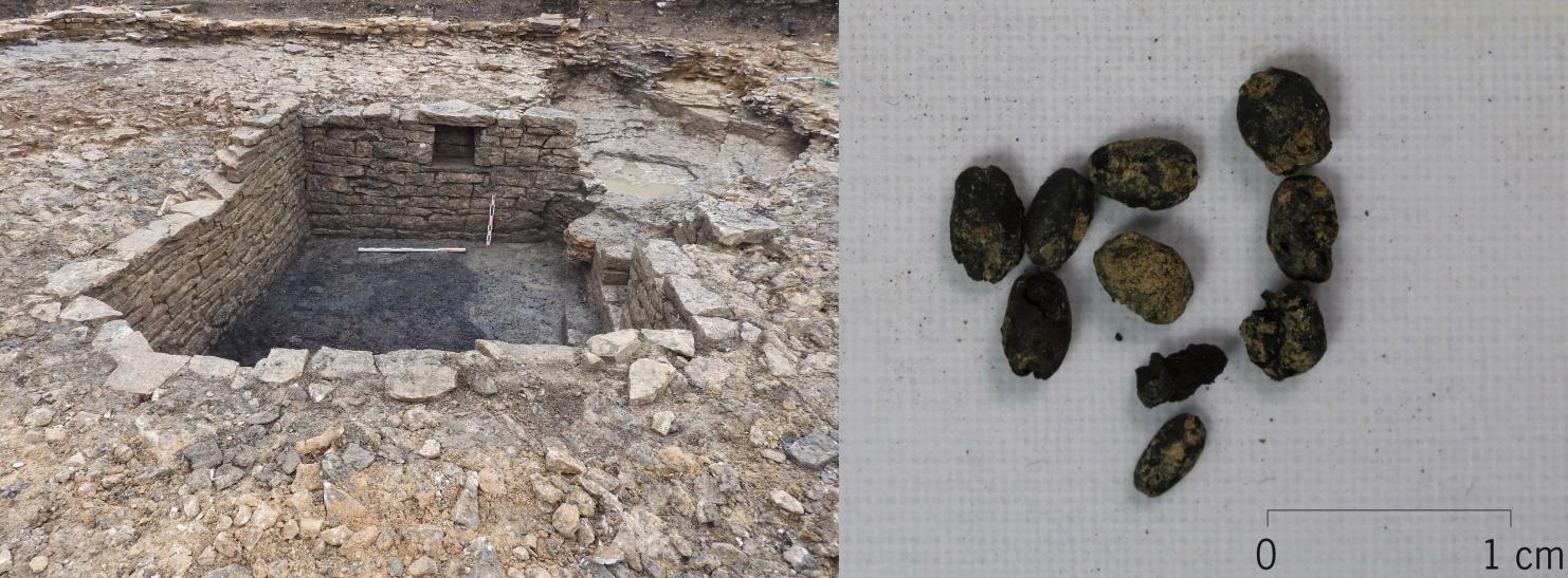 Fond d’une cave du XIIe siècle (superficie interne : 8,37 m2) (a) marqué par des traces d’incendie. Une forte concentration de millet carbonisé y a été découverte, témoignant sans doute d’une pratique de stockage. Exemple de graines (b) retrouvées après tamisage des sédiments. La carbonisation est le mode de conservation des céréales le plus couramment rencontré sur les sites archéologiques.